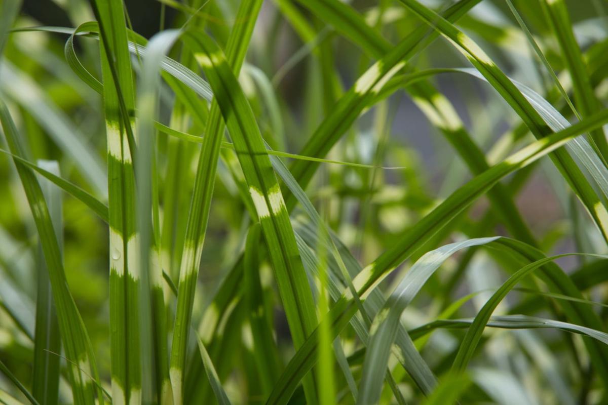 Water Zebra grass to make it easier to divide