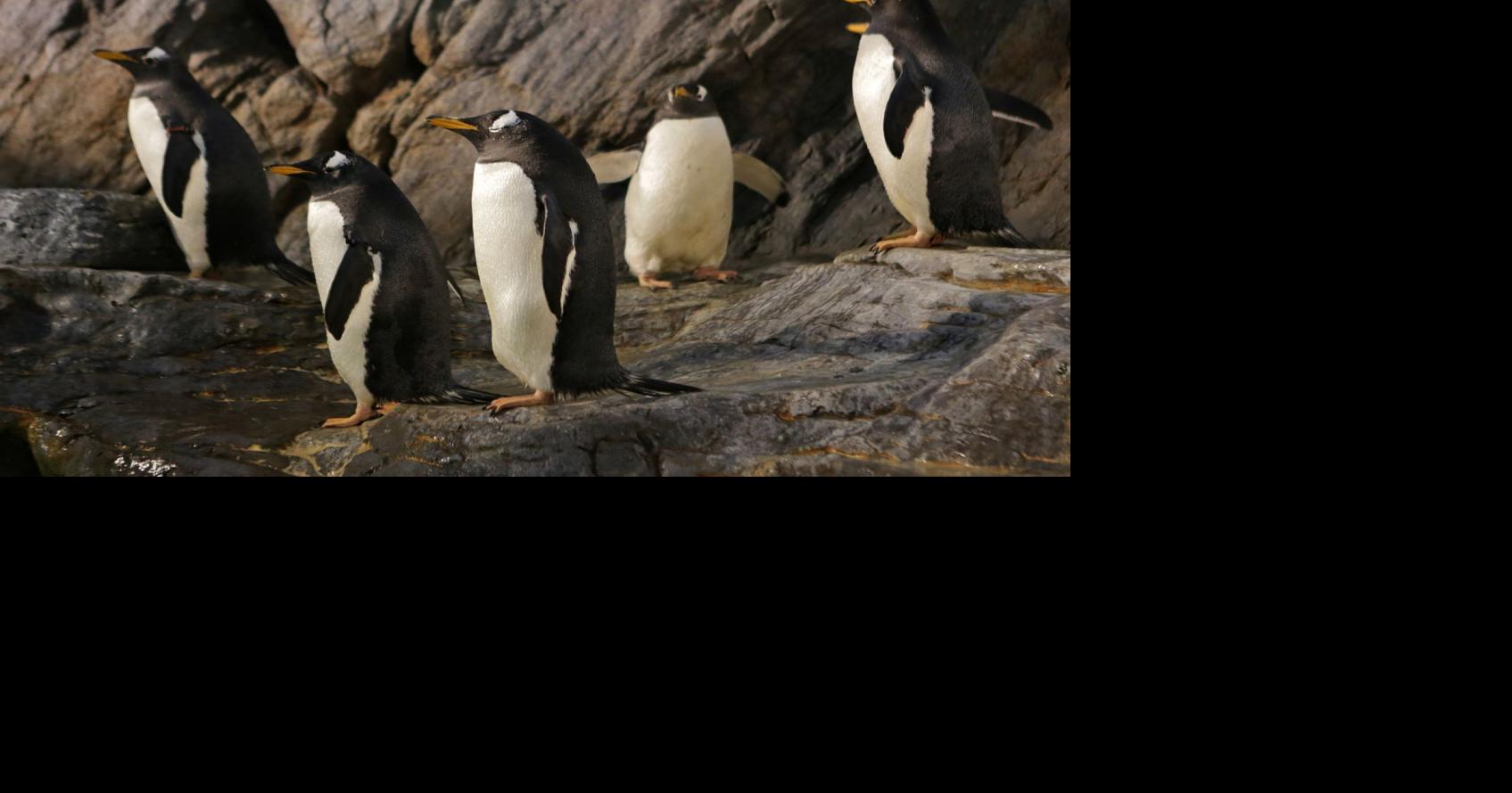 Celebrate World Penguin Day-admire our cute St. Louis Zoo penguins