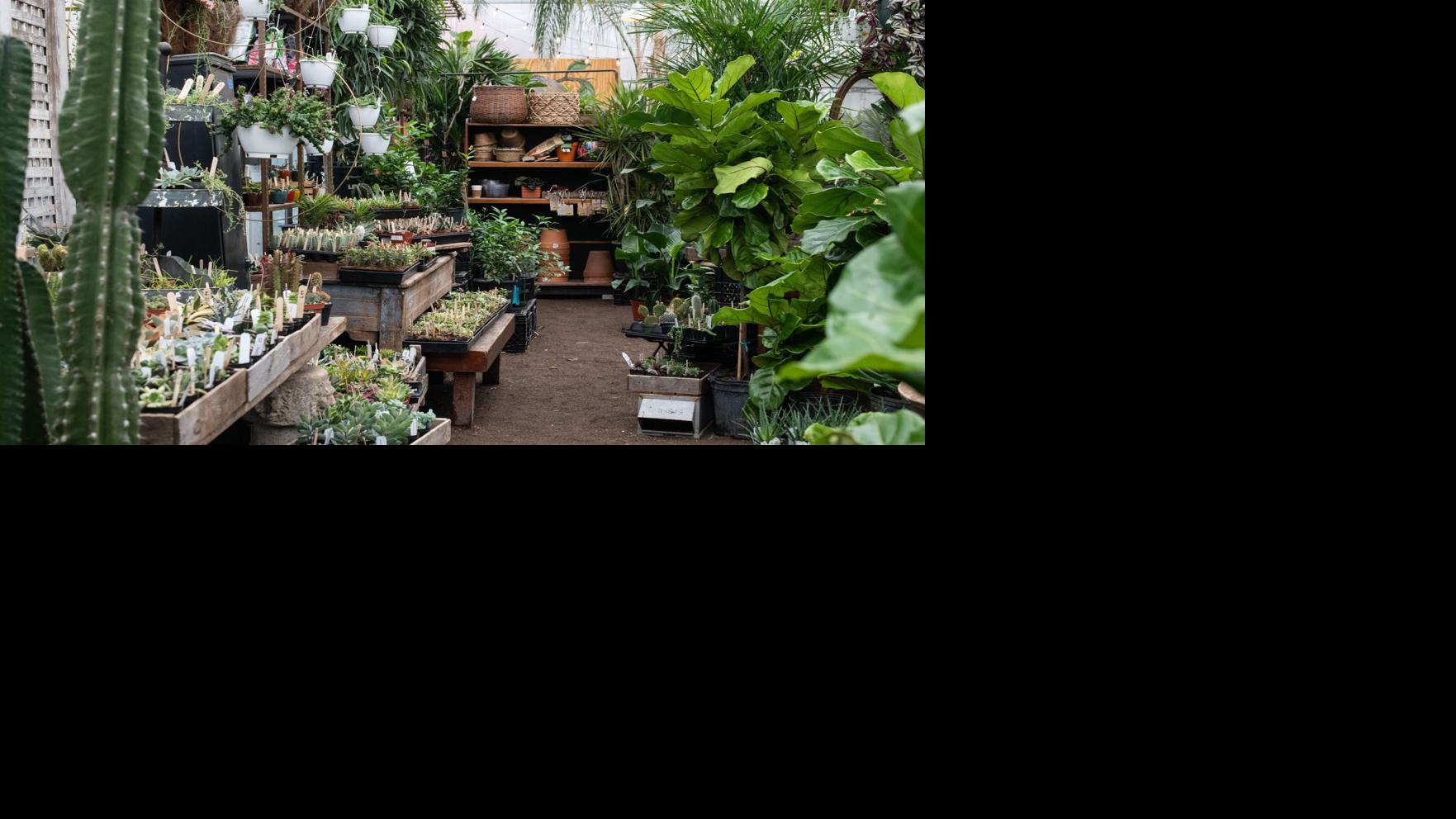 Acclimate your indoor vegetation to the outside gradually | Dwelling & Yard
