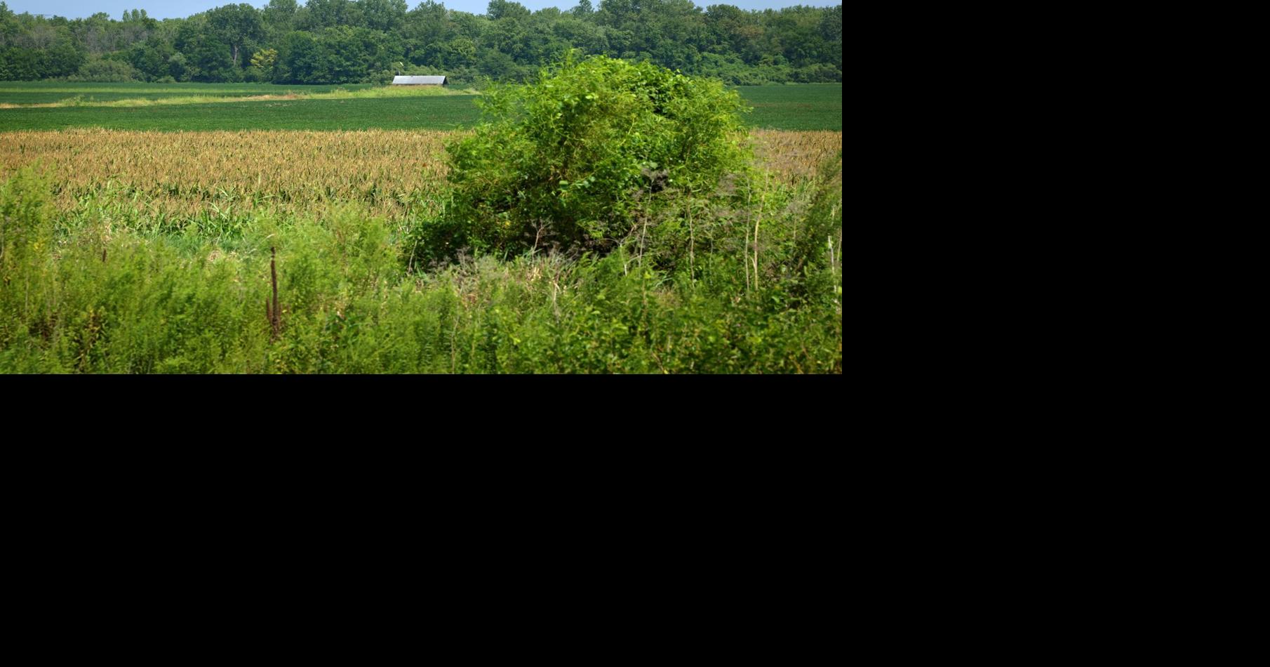 St. Charles Data Center Faces Environmental Backlash, Proposal Revision