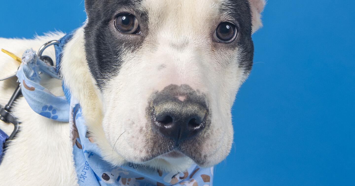 Humane Society of Missouri pets for adoption - Vimarsana News