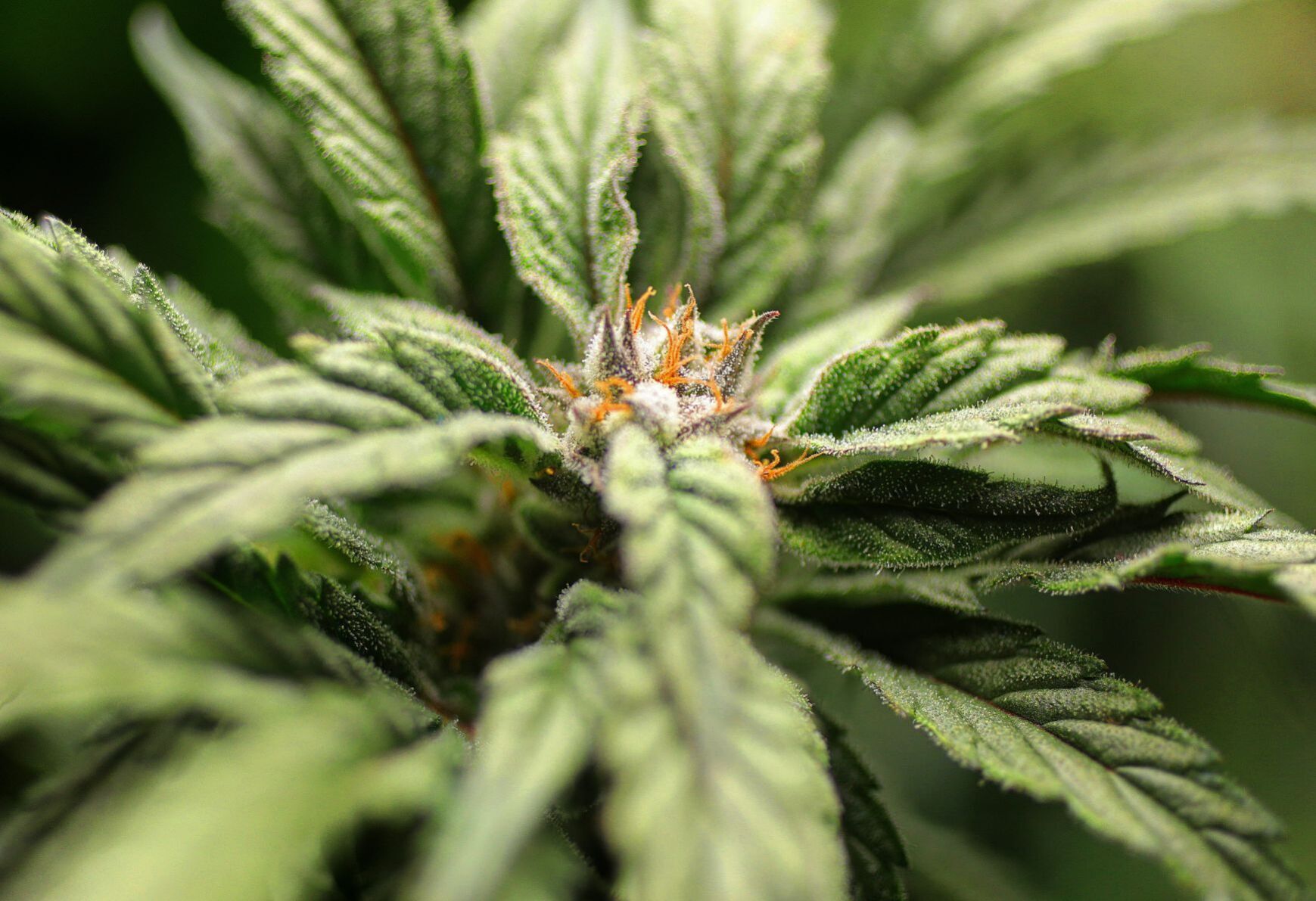 Missouri lawmakers urge Parson to add marijuana legalization to special session