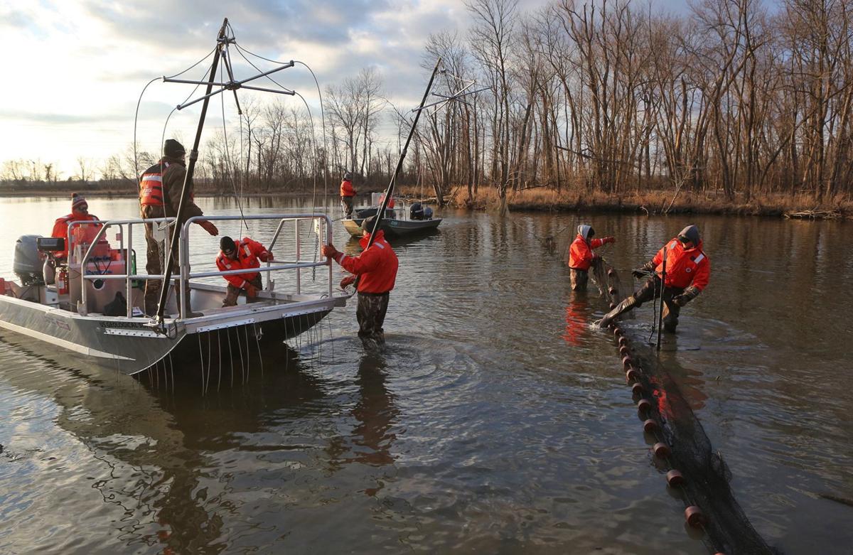 Netting operation now underway puts Creve Coeur Lake carp