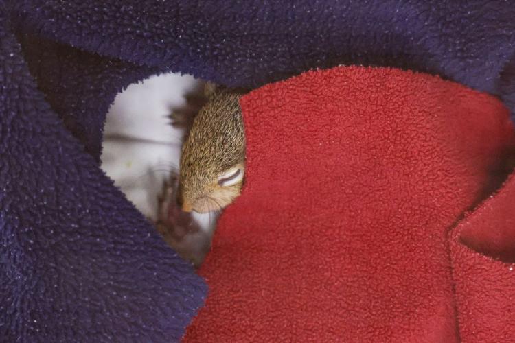 Missouri Wildlife Rescue Center is home to dozens of injured or orphaned squirrels