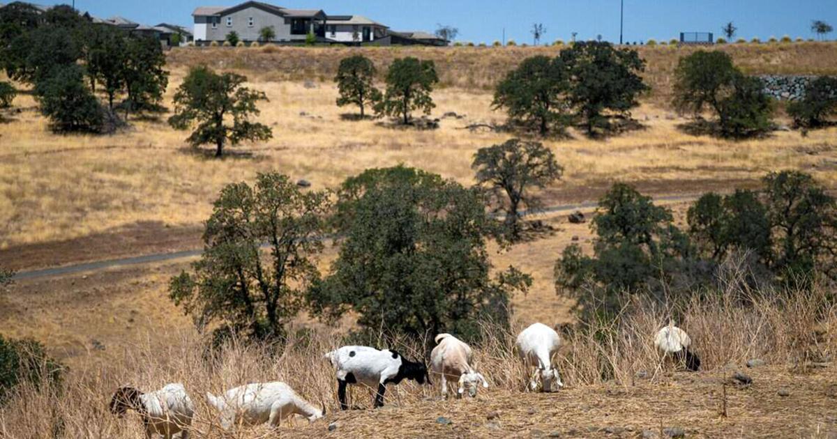 California relies on goats to combat fires. A wage change threatens the industry VELVET WU The Sacramento Bee