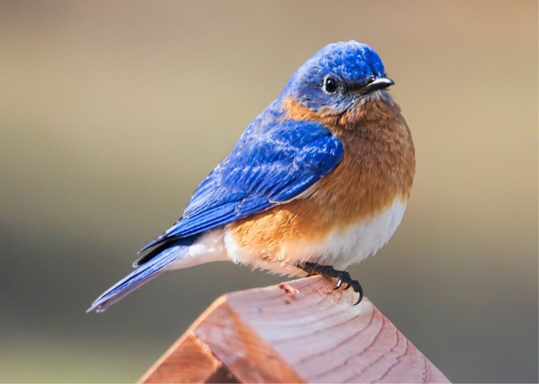 Out My Backdoor: Bluebird Migration  Department Of Natural Resources  Division