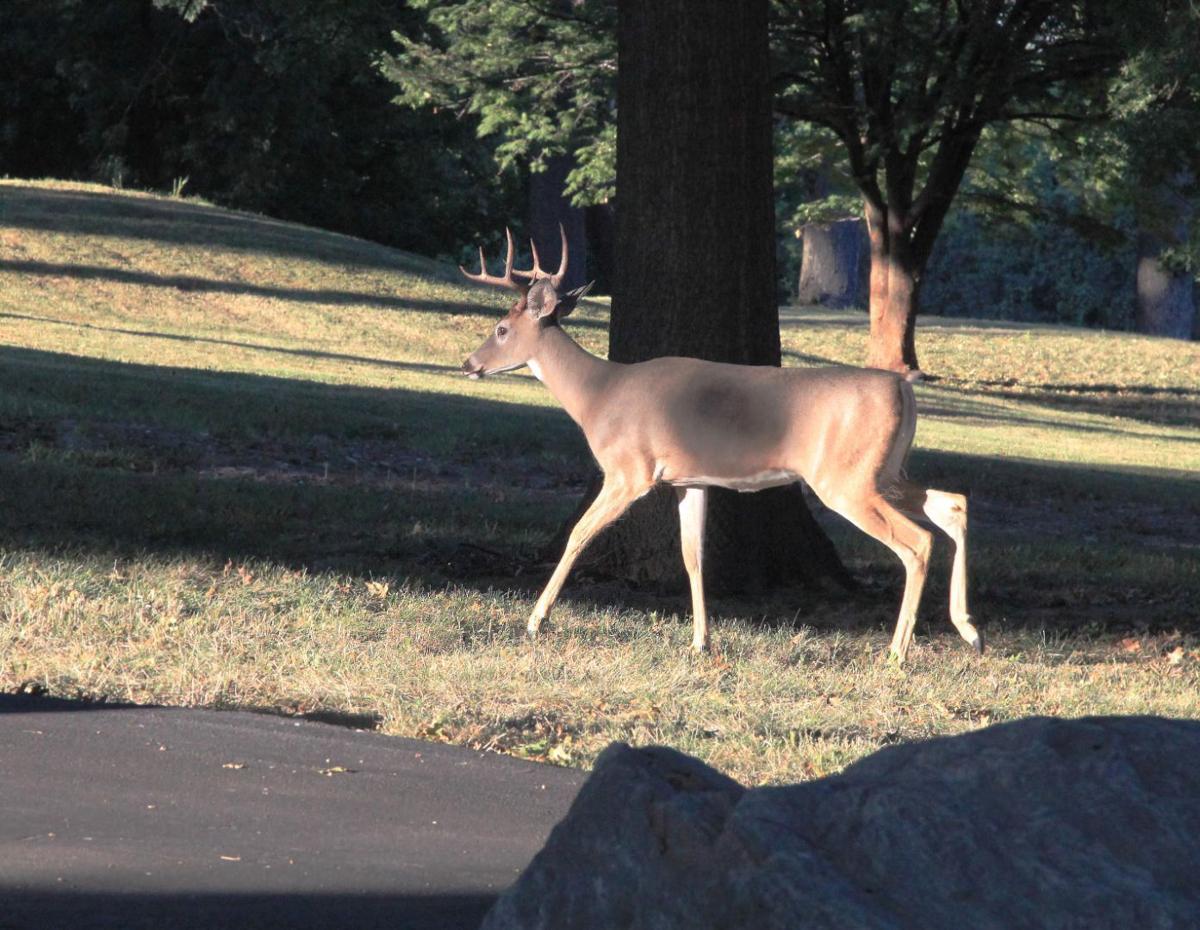 Father deer