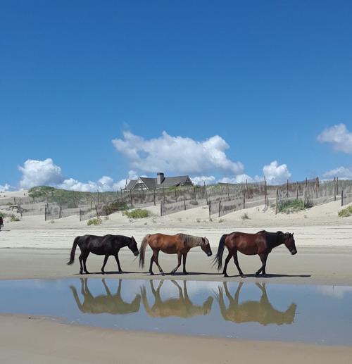 Outer Banks surprise