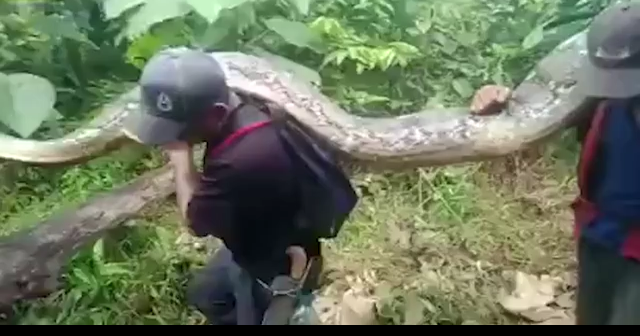 Huge 23-foot pregnant python caught in Indonesia, and more of today's ...