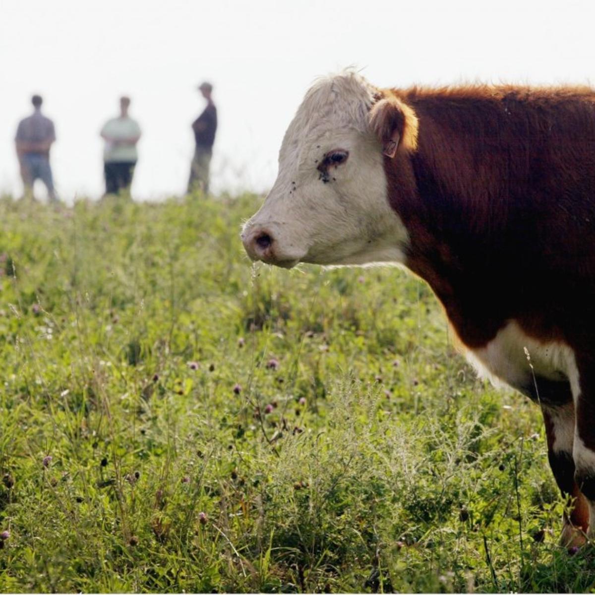 Grass Fed Beef In More Pastures And On More Plates Local Business Stltoday Com