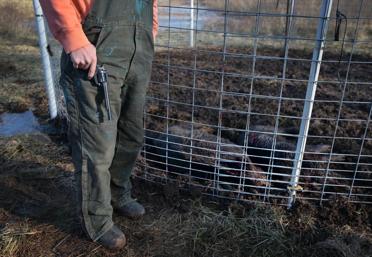 Controlling Missouri's feral hog population