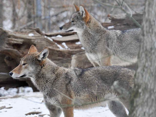 American red wolves