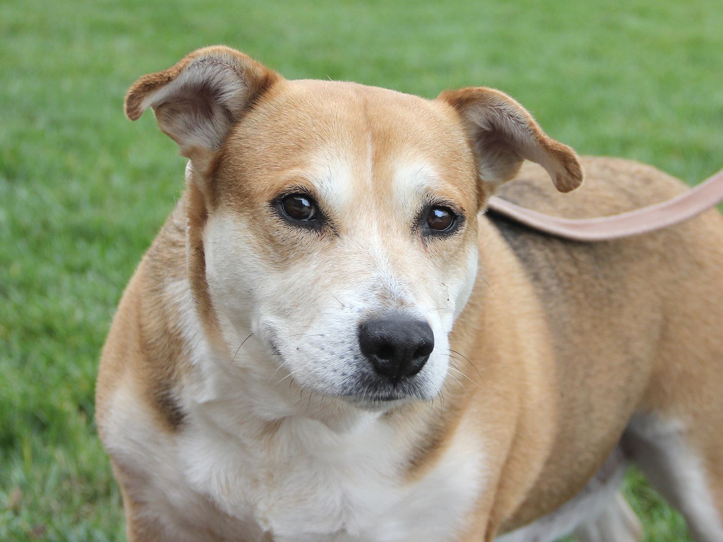 Pets Of The Week Beagle Mix Lab Mix Coonhound Mix Pets Stltoday Com