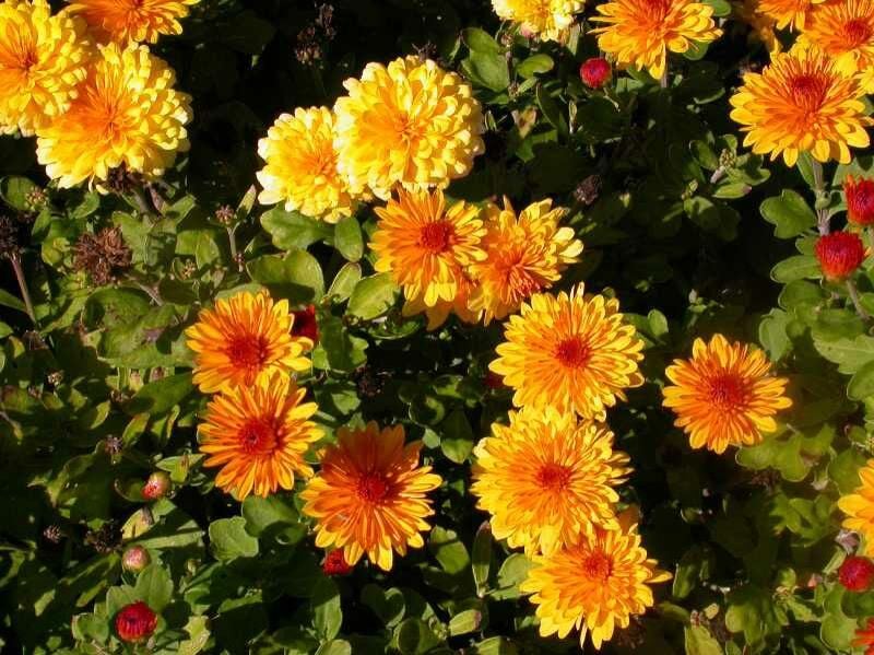 Chrysanthemum blooms