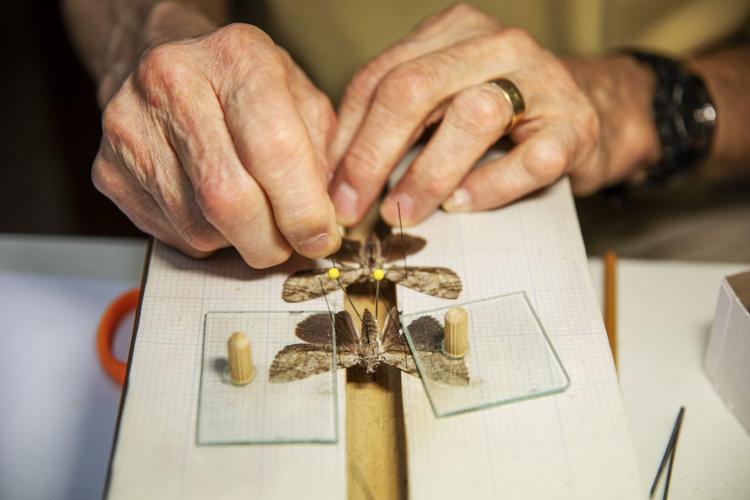 The amateur entomologist behind the City Museum’s insect collection