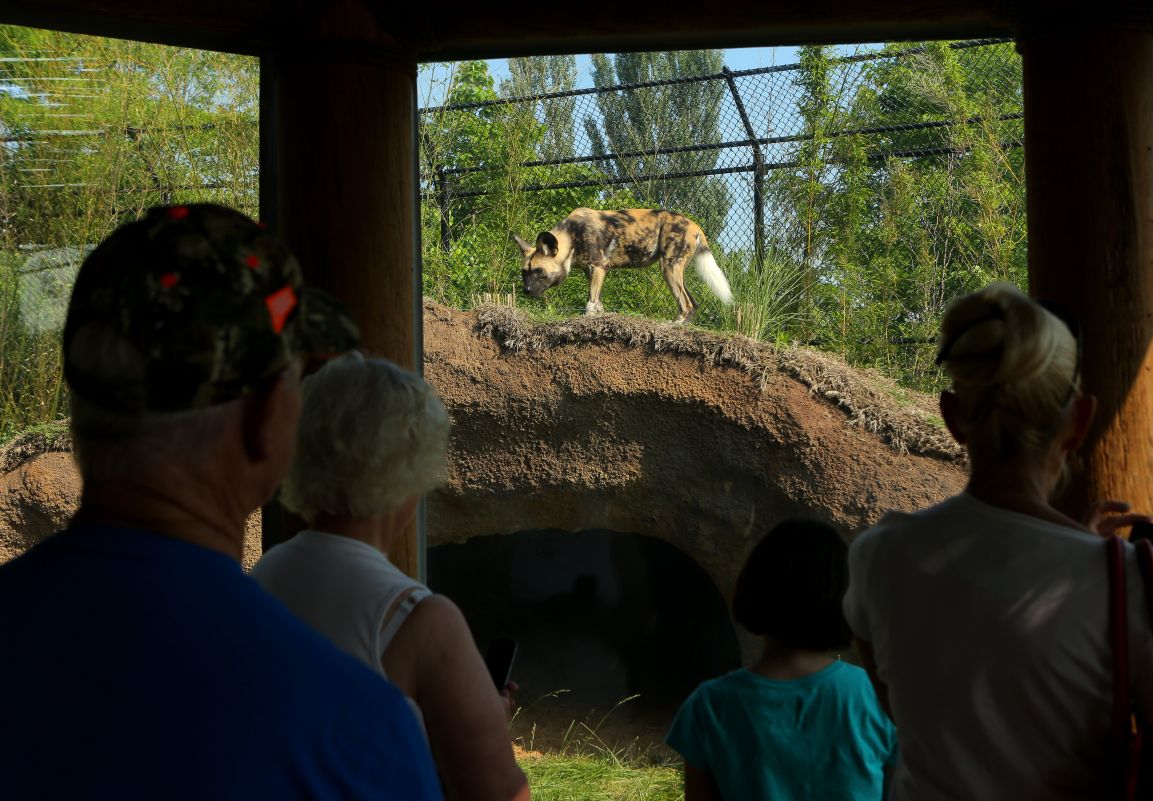 Zoo debuts painted dogs, new bear exhibits | Metro | stltoday.com