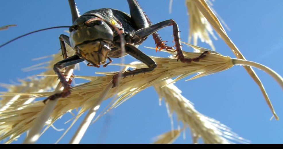 Cricket plague Mormon crickets swarm Nevada, create havoc