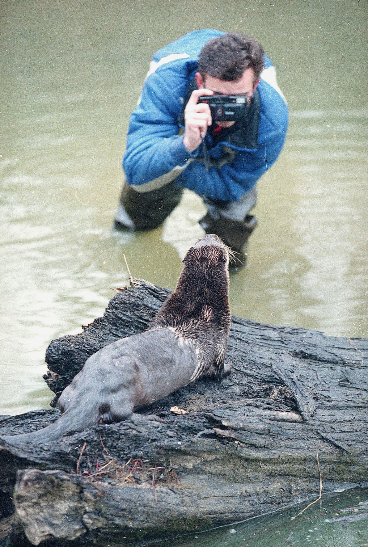 Wild otters causing grief for some Missouri anglers and boaters as populations rebound Metro