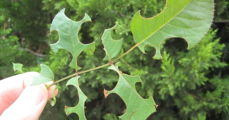 Round holes on leaves could be caused by bees