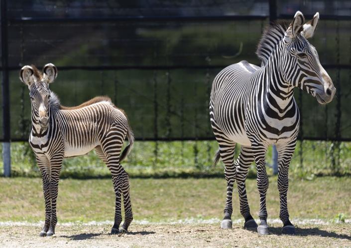 A look at the St. Louis Zoo WildCare Park in St. Louis County