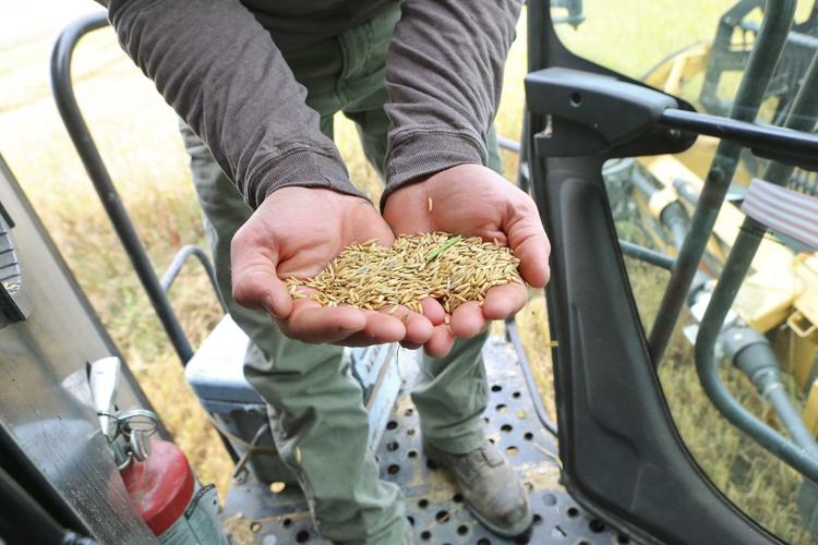 Farmers on Both Sides of Dicamba Herbicide Issue