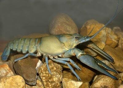 Missouri's invertebrate