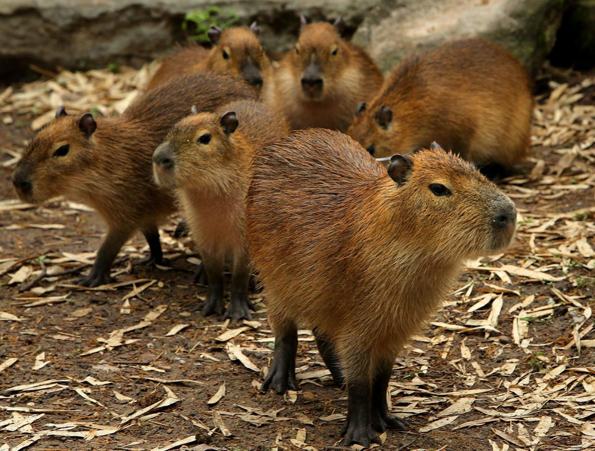 Grant’s Farm starts a new season Friday, sans elephants Entertainment