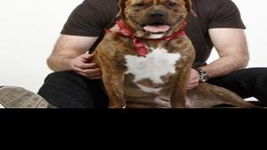 Dog Breed Gets An Uppercase Letter If It Includes A Proper Noun