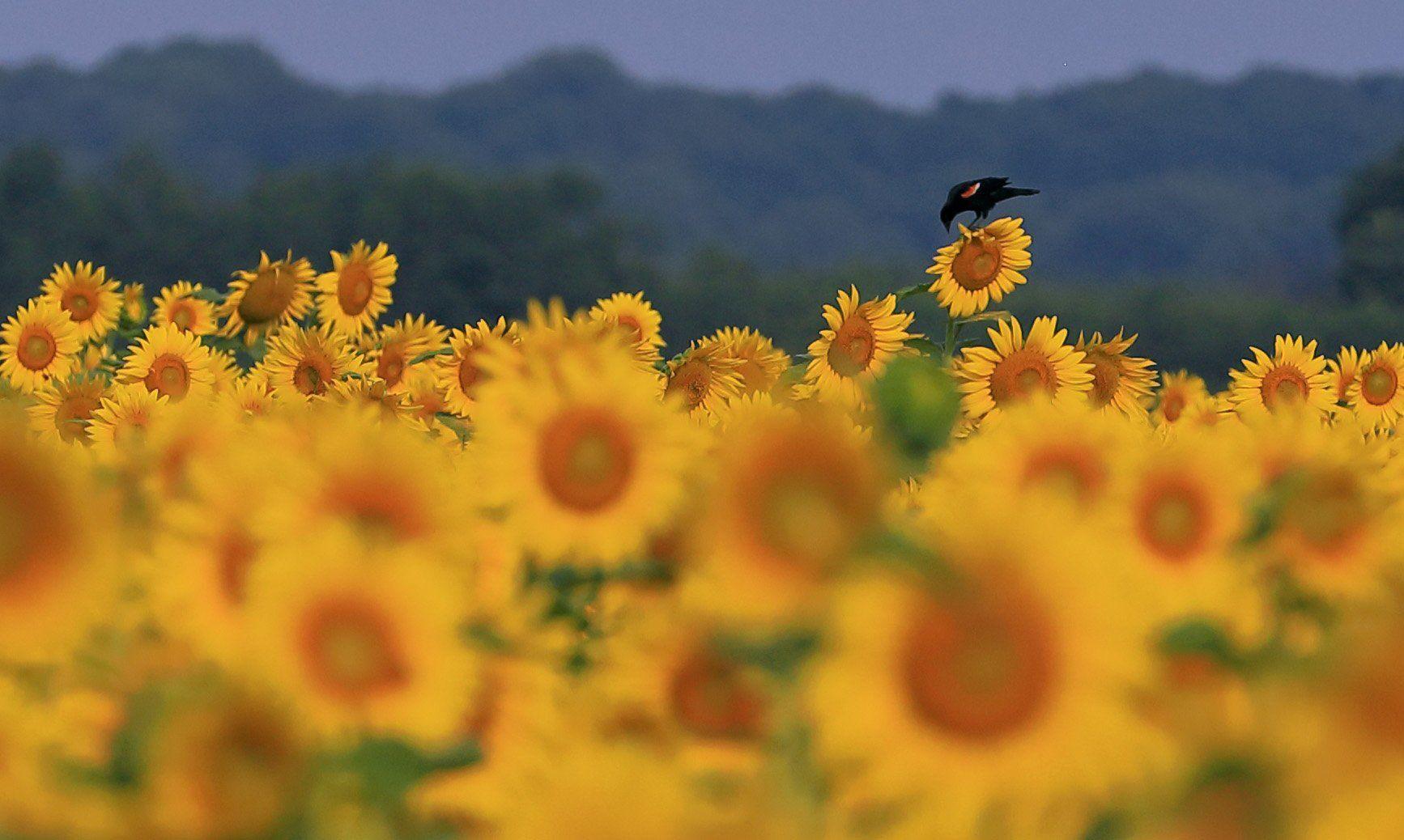 Sunflowers in bloom at Columbia Bottom Conservation Area