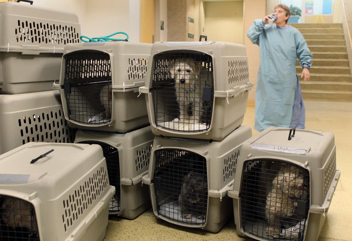 Humane Society of Missouri rescues more dogs