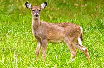 Hunters target Rockwood whitetails