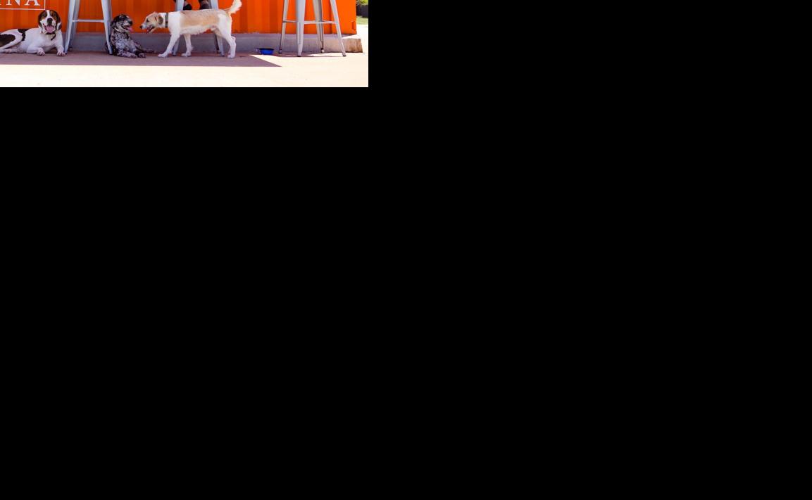 Bar K, a combination bar, restaurant and dog park, has something for everyone