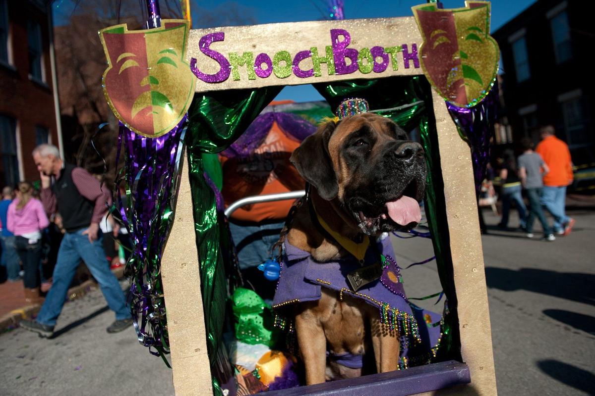 Thousands turn out for Soulard pet parade Local