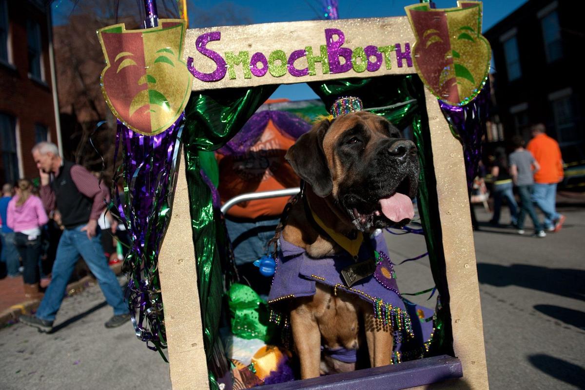Thousands turn out for Soulard pet parade Local Thousands turn out for Soulard pet parade Local