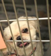 Where did Missouri's 'puppy mill' debate go?  