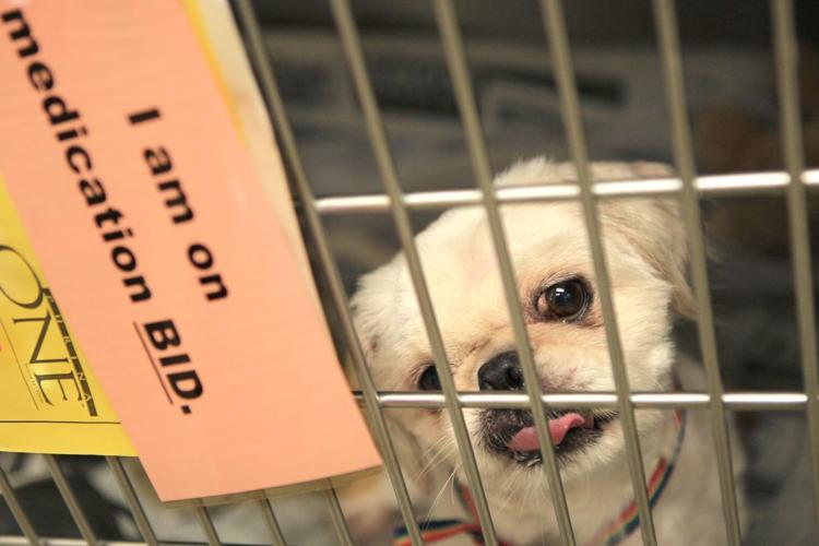 Where did Missouri's 'puppy mill' debate go?