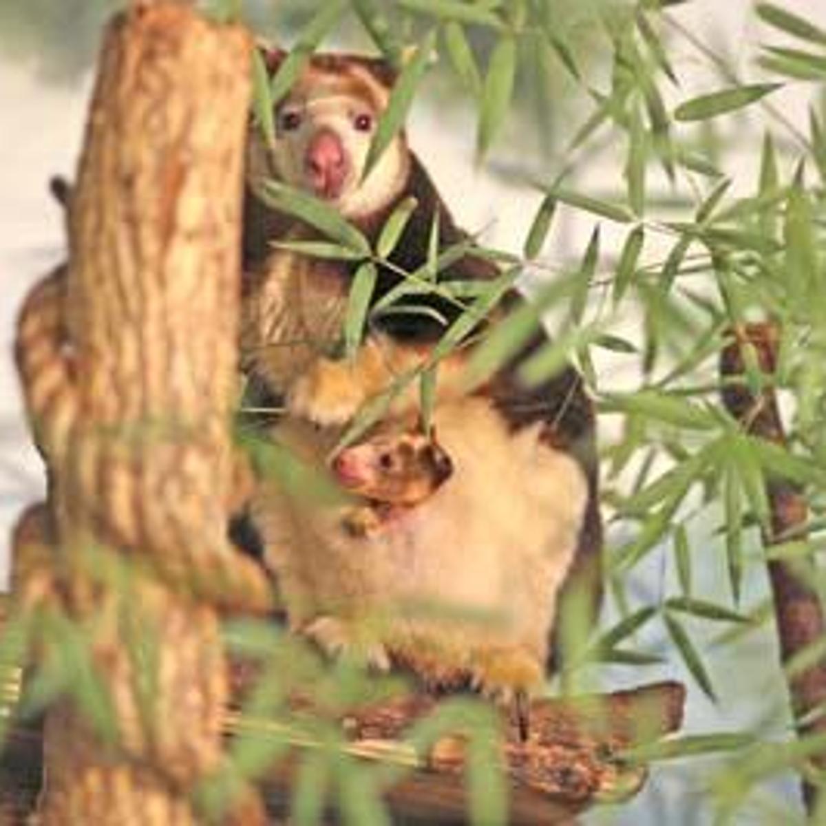 Jump For Joy Zoo Officials Excited By Birth Of First Tree