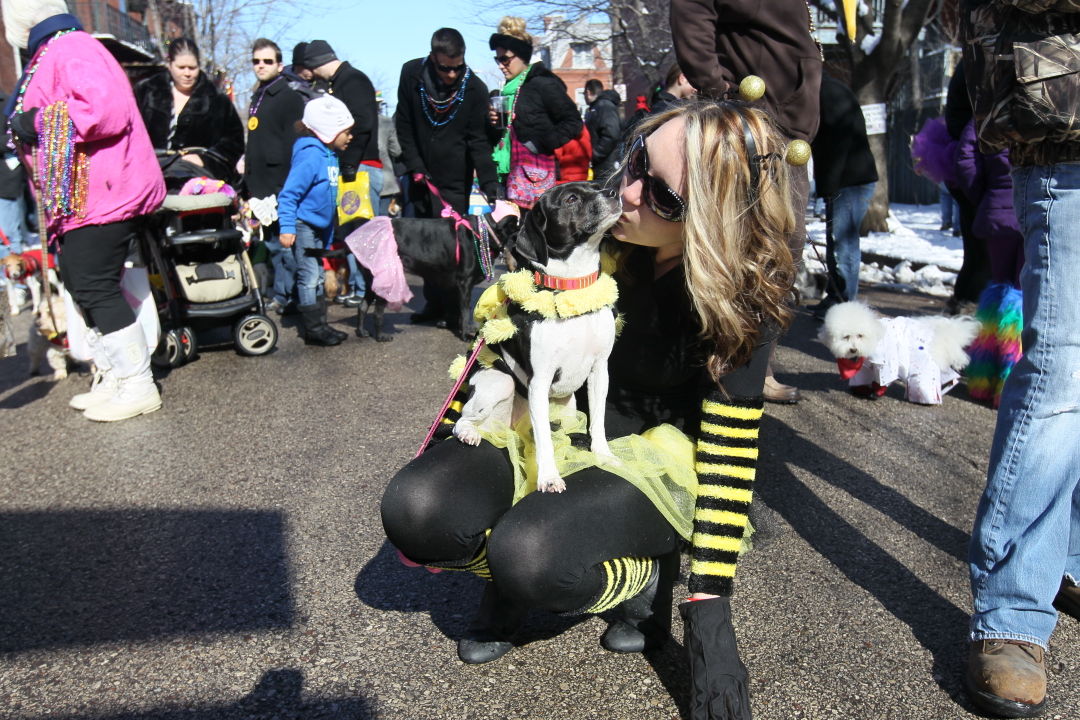 Beggin' Pet Parade in St. Louis Pictures