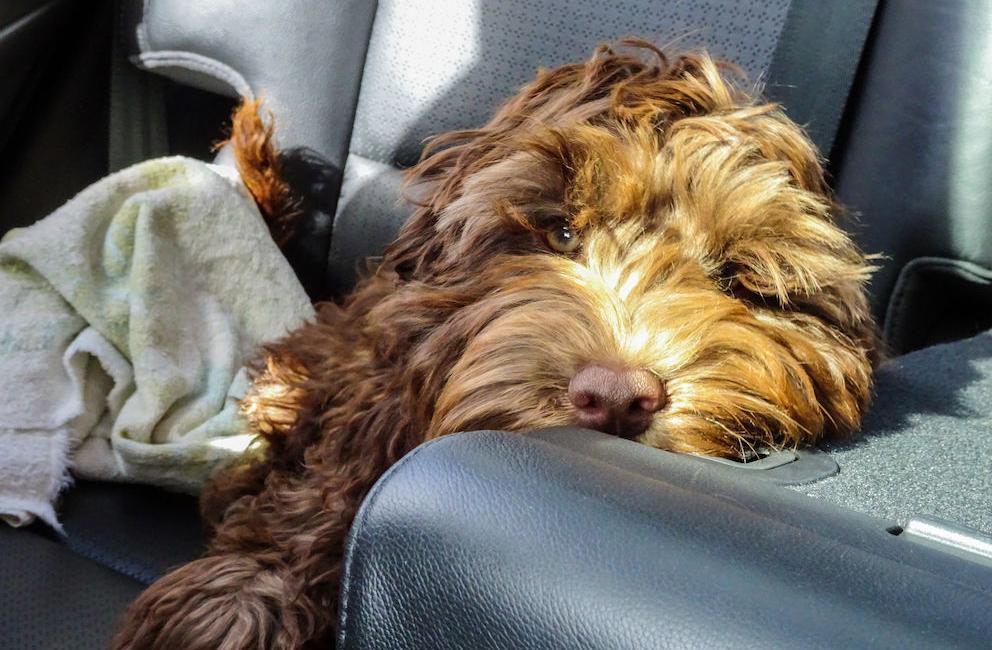Looking to Take a Road Trip with Your Pet? Tips to Make it Worry-Free (image)