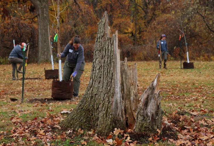 Tree replacement a priority following aftermath of tornado