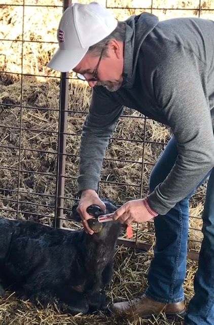 Calf Receiving Calf-Rescue