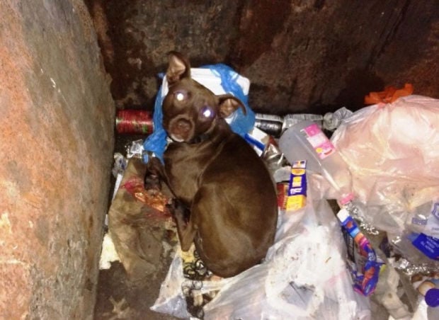 Dumpster dog rescued in St. Louis; reward awaits