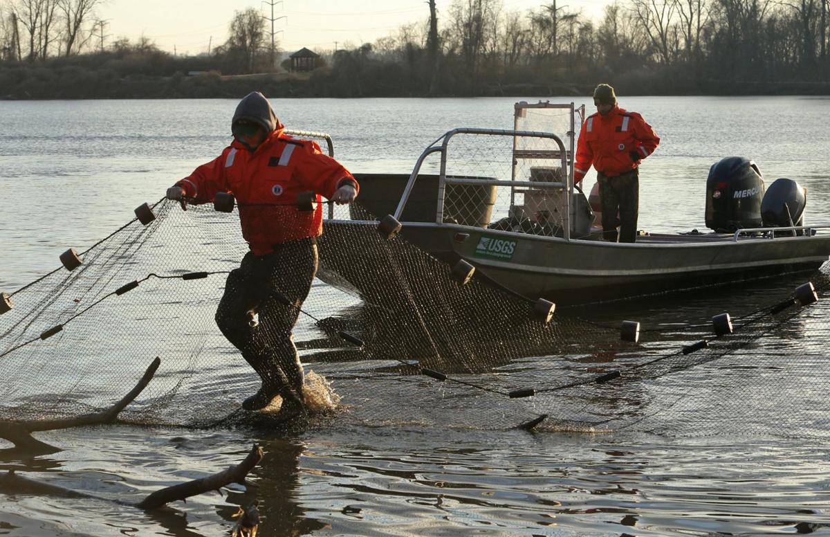 Netting operation now underway puts Creve Coeur Lake carp
