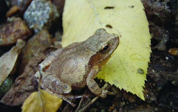 Amphibians  Backyard Zoologist