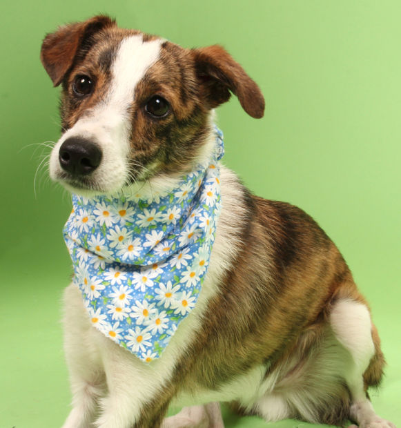 whippet mixed with jack russell
