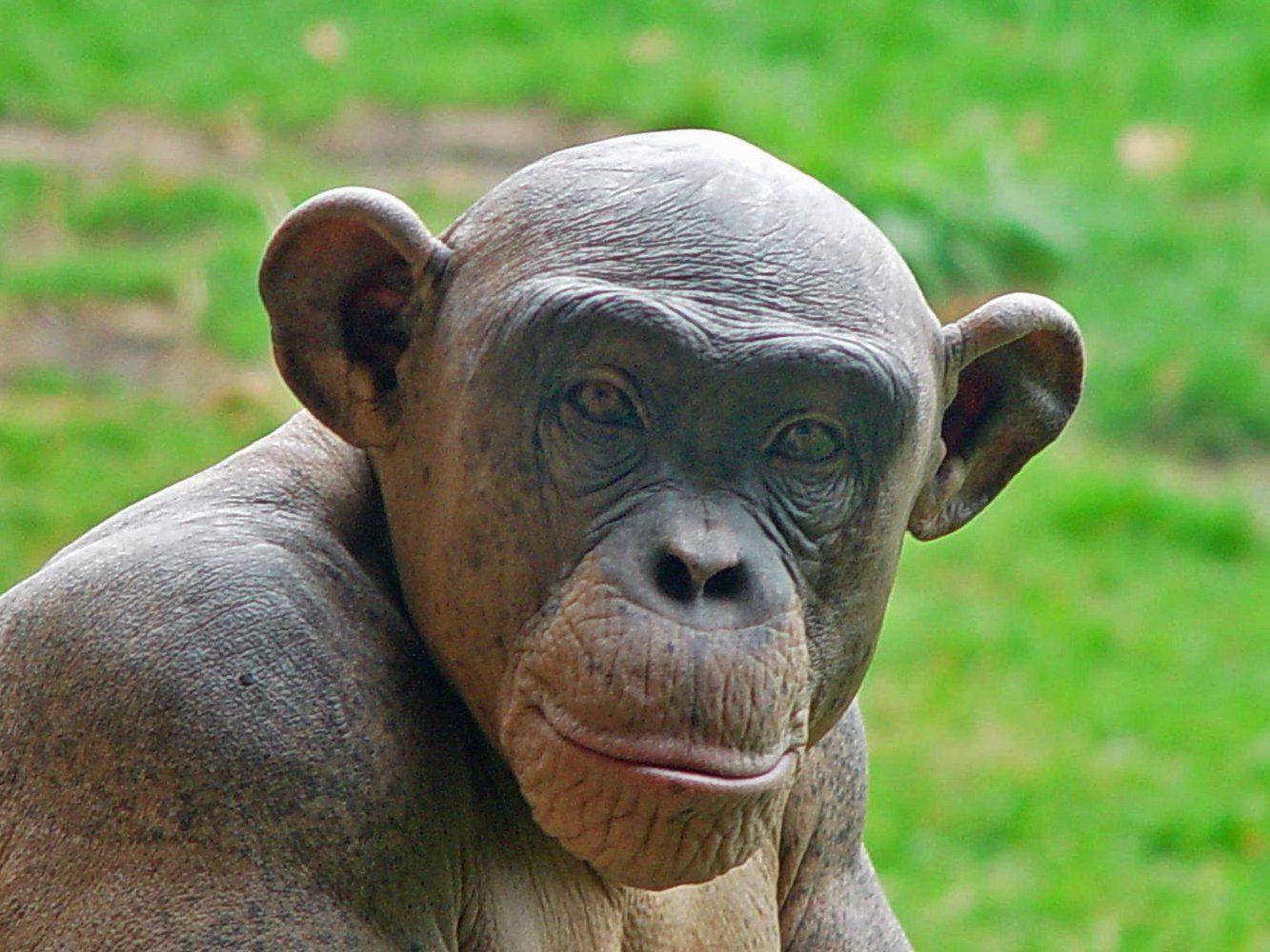 hairless chimpanzee
