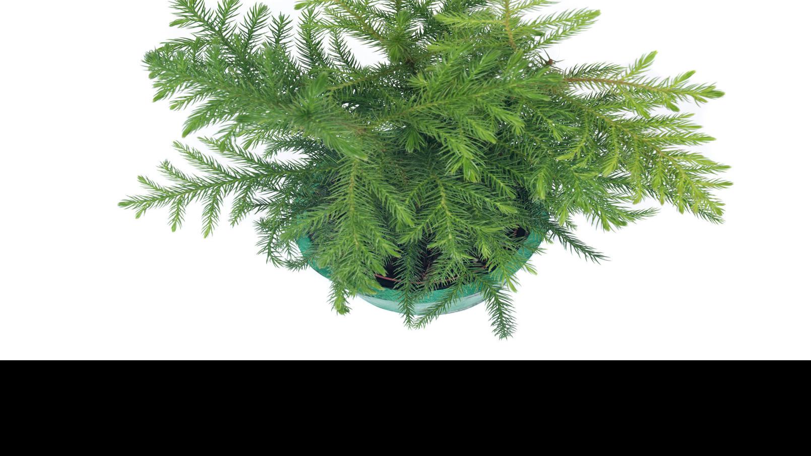 Norfolk Island Pine May Not Be Able To Be Repotted Home Garden Stltoday Com