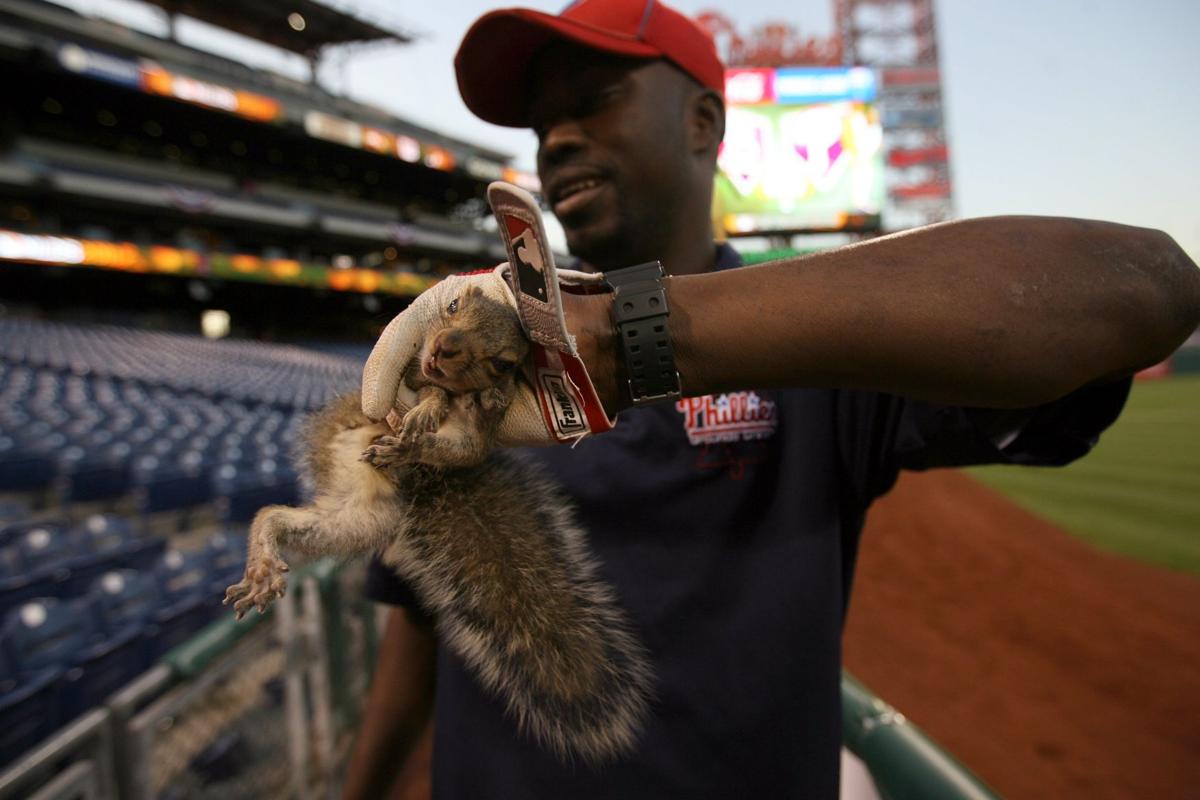 Squirrel sneaks into Phillies ballpark St. Louis Cardinals