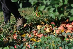 Operation Food Safe picks apples to prevent food waste at Liberty Apple Orchard
