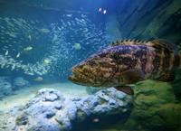 St. Louis Aquarium preps for grand opening